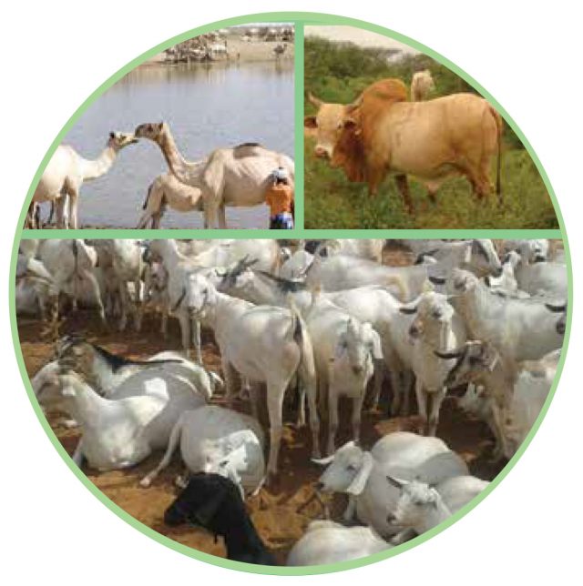 Livestock Marketing Kenya Livestock Marketing Council